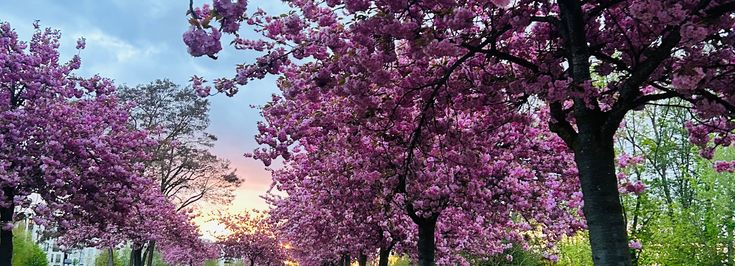 Bamberg Gaustadt - 1
