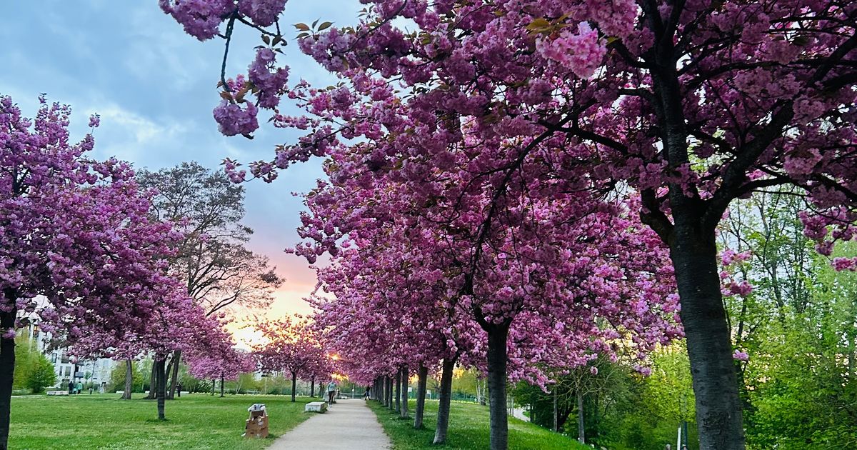 Wings for Life World Run Bamberg Gaustadt