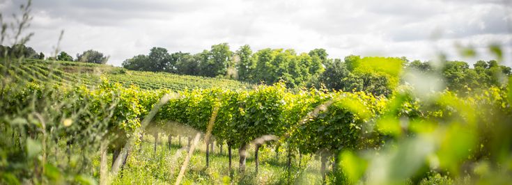 Feuersbrunn am Wagram - 1