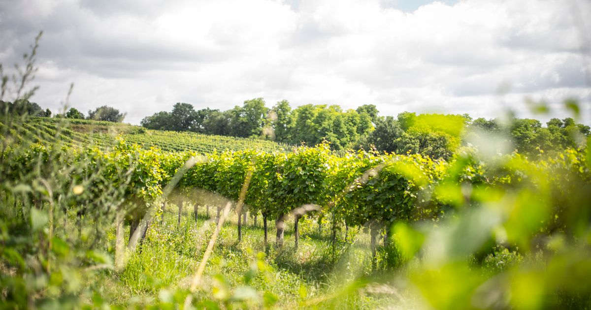 Wings for Life - Feuersbrunn Am Wagram