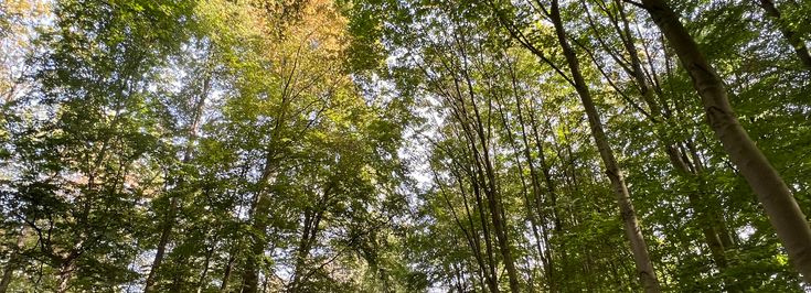 Hannover Eilenriede - 1