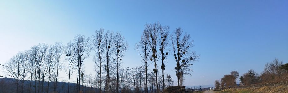 Hofstätten a. d. Raab Weiz - 1