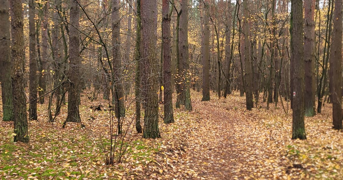 Wings for Life - Łowicz