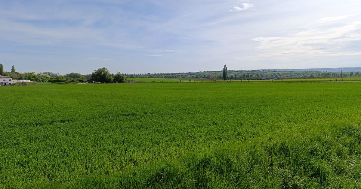 Wings for Life - Maissau