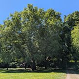 Mannheim