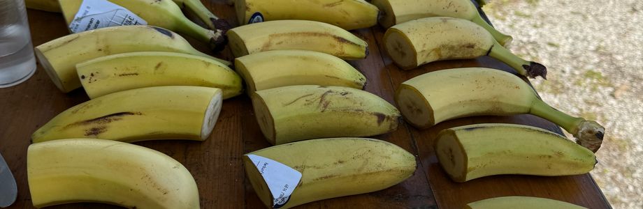 Marchtrenk Wels-Land - 1