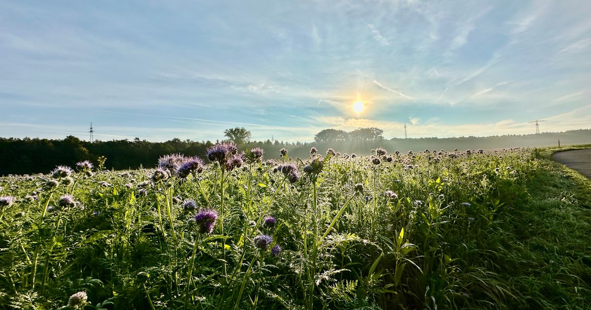 Wings for Life - Obertshausen