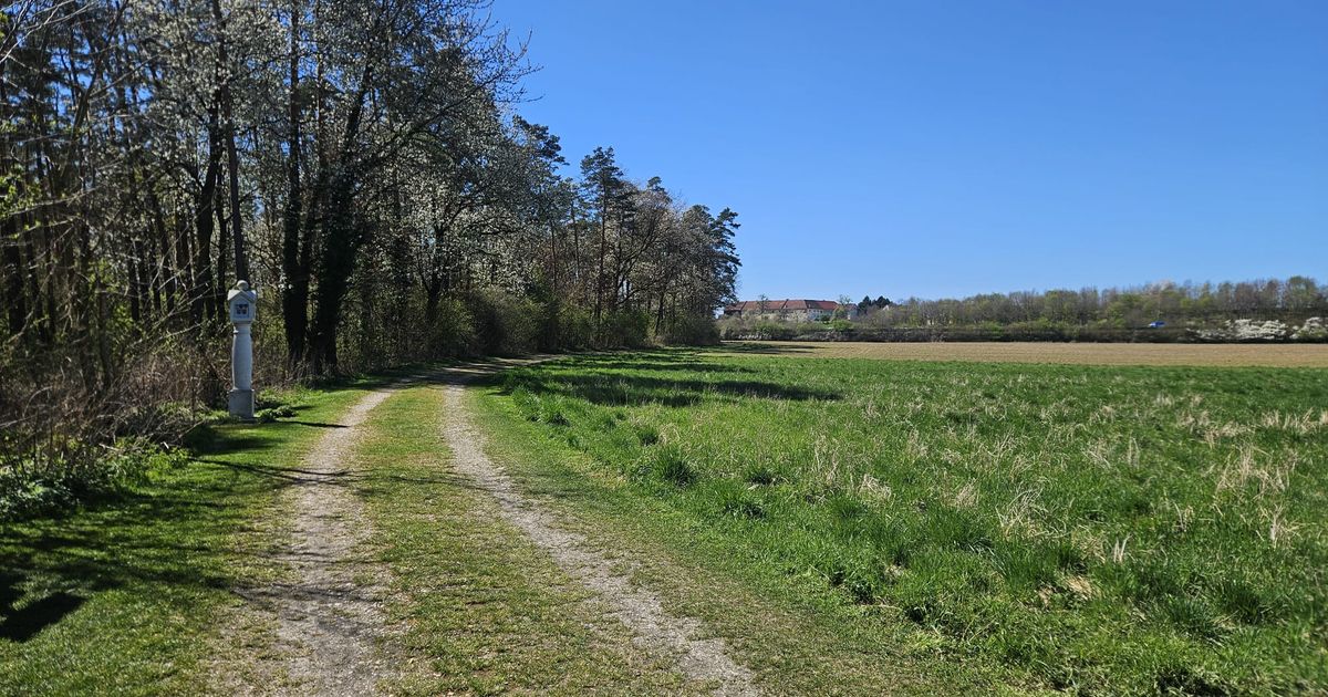 Wings for Life World Run Pasching