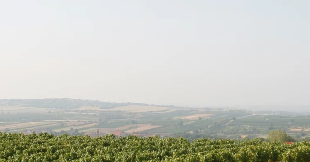 Wings for Life - Retz