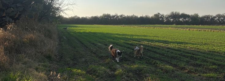 SAN Juan del Río - 1