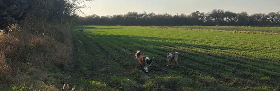 SAN Juan del Río - 1