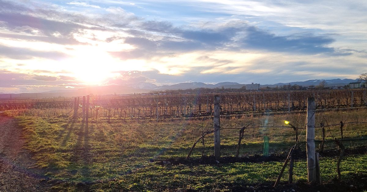 Wings for Life - Teesdorf