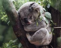 Running Koalas
