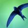 Adriana's blue swifts