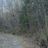 Run the Woods