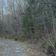 Run the Woods