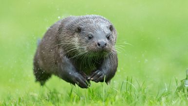 Otterrunner Team Image
