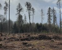 Runners for Trees