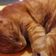 meow