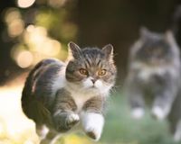 SWAT CAT