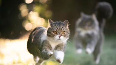 SWAT CAT Team Image