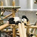 HISAKO PANDA