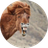Bernhard