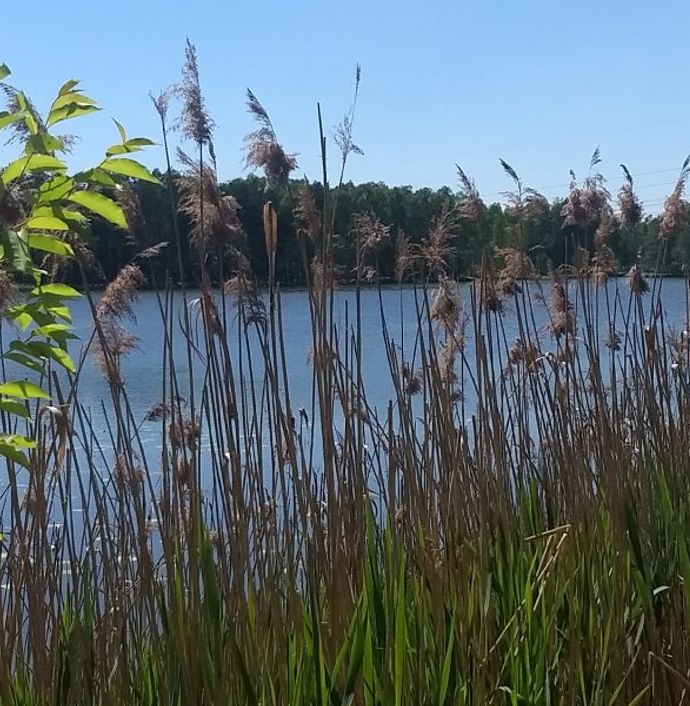 Locations Wings for Life World Run